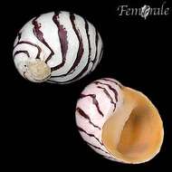 Image of Zebra nerite