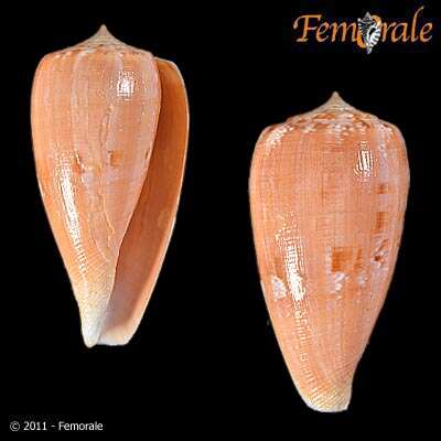 Image of cone snails