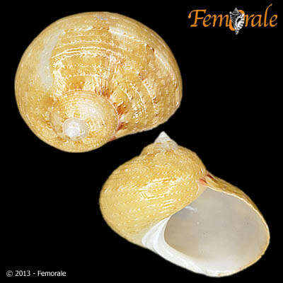 صورة Pseudostomatella Thiele 1924