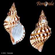Image of triton shells