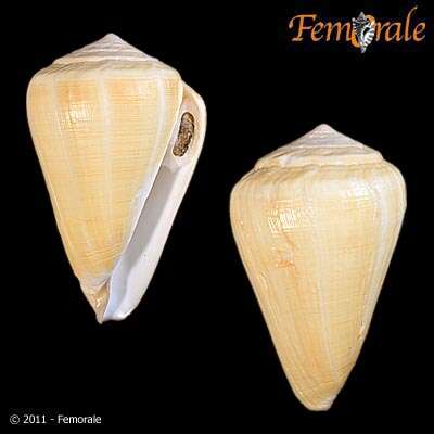 Image of cone snails