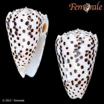 Image of cone snails