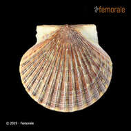 Image of Argopecten Monterosato 1889