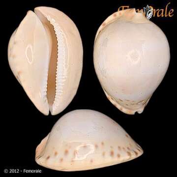 صورة Cypraea thersites contraria Iredale 1935