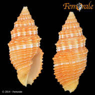 Image of Turbinelloidea Rafinesque 1815