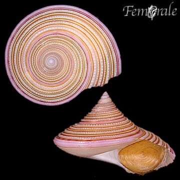 Слика од Calliostoma benedicti Dall 1889