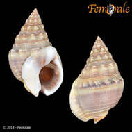 Image of nassa mud snails