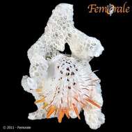 Image of Spondylus zonalis Lamarck 1819