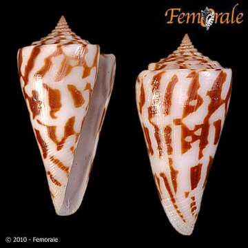 Image of Conasprella Thiele 1929