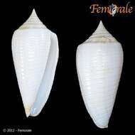 Image of cone snails