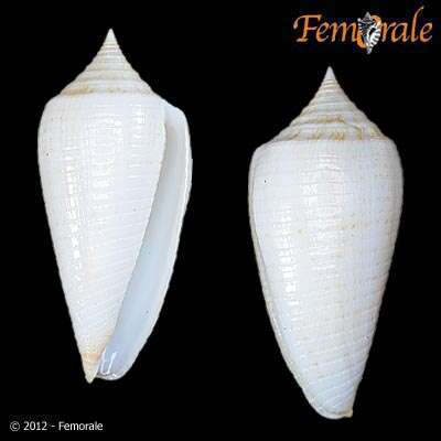 Image of cone snails