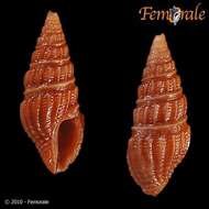 Image of Pseudomelatomidae J. P. E. Morrison 1966