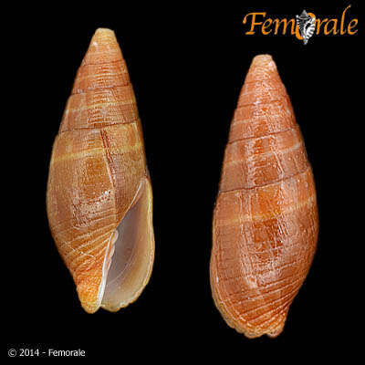 Image de Strigatella Swainson 1840