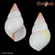 Image of Orthalicidae