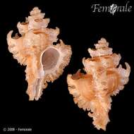 Image of Murex Snails