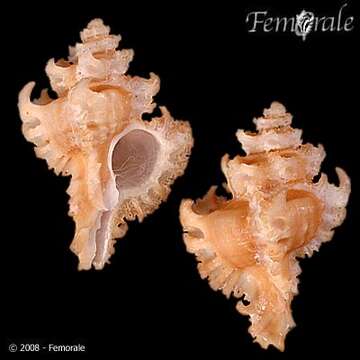 Image of Murex Snails