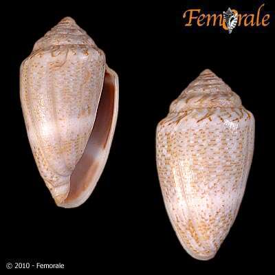 Image of cone snails