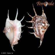 Image of spider conch