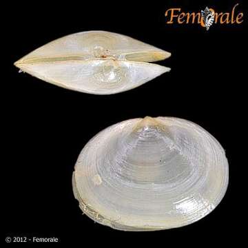 صورة Galeommatidae Gray 1840