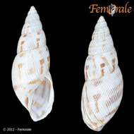 Image of Bulimulidae