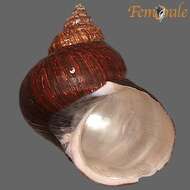 Image of turban snail