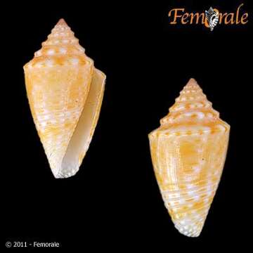 Image of Conasprella jaspidea (Gmelin 1791)