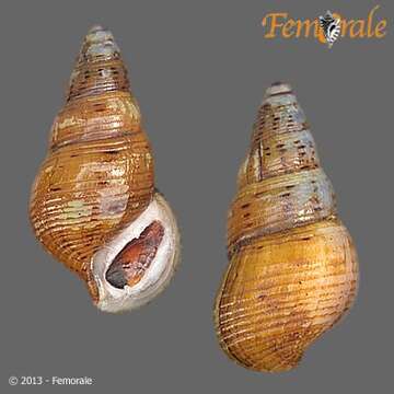 Image of Hemisinidae