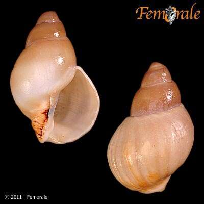 Neobuccinum E. A. Smith 1879 resmi