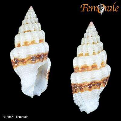 Image de Turbinelloidea Rafinesque 1815