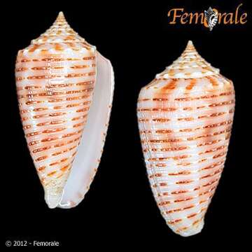 Image de Conus cebuensis Wils 1990