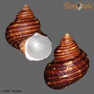 Image of turban snail