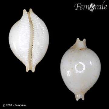 صورة <i>Cypraea cicercula</i>