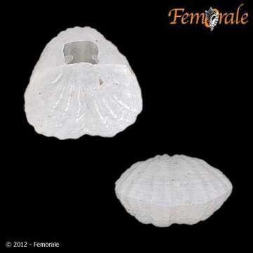 Image of lamp shells