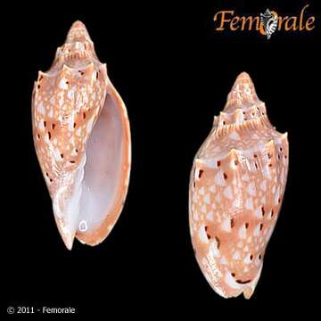 Image of Cymbiola Swainson 1831