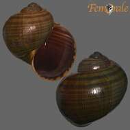 <i>Pomacea lineata</i> Spix 1827 resmi