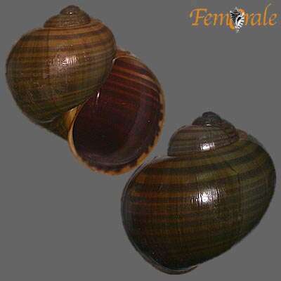 <i>Pomacea lineata</i> Spix 1827 resmi