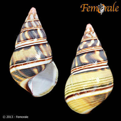 Image of Orthalicidae