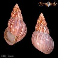 Image of <i>Achatina fulica</i> (Bowdich 1822)