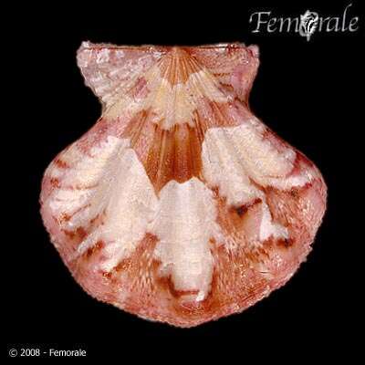Image of Pectiniidae