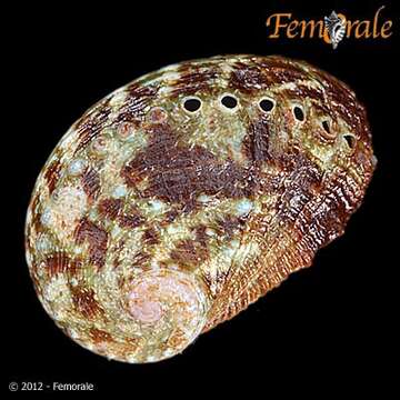 Image of Haliotoidea Rafinesque 1815