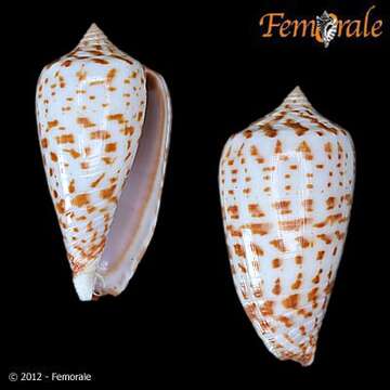 Image of Conus stramineus Lamarck 1810