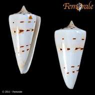 Image of cone snails