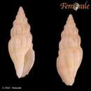 Image of Gingicithara lyrica (Reeve 1846)