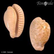 صورة Cypraea fuscodentata orientalis Raybaudi 1986