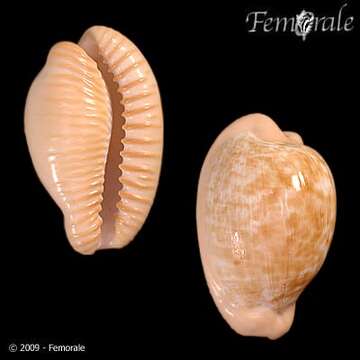 صورة Cypraea fuscodentata orientalis Raybaudi 1986