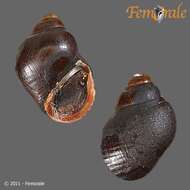 Image of Balanocochlis glandiformis (Schepman 1896)