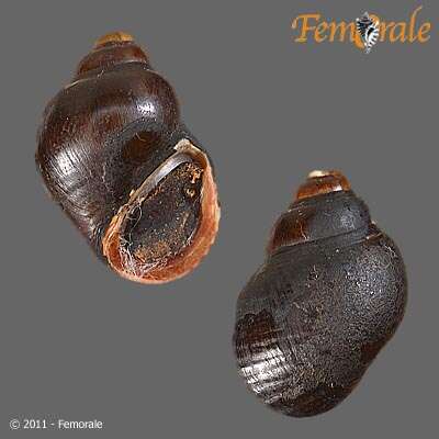 Image of Balanocochlis glandiformis (Schepman 1896)
