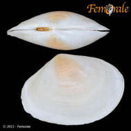 Image of <i>Macoma cumana</i> (Costa OG 1829)