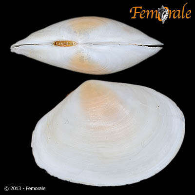 Image of <i>Macoma cumana</i> (Costa OG 1829)
