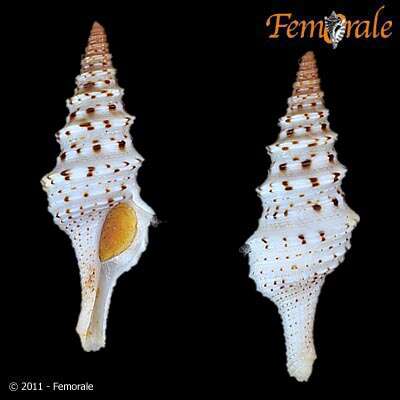 Sivun Lophiotoma T. L. Casey 1904 kuva